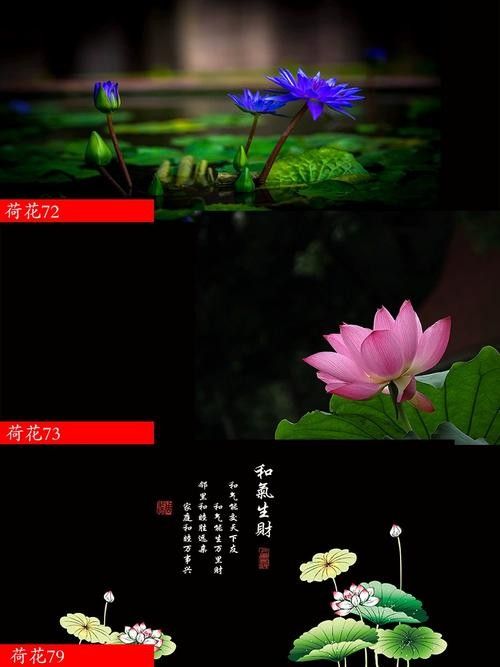 龍魚缸背景圖黑色荷花