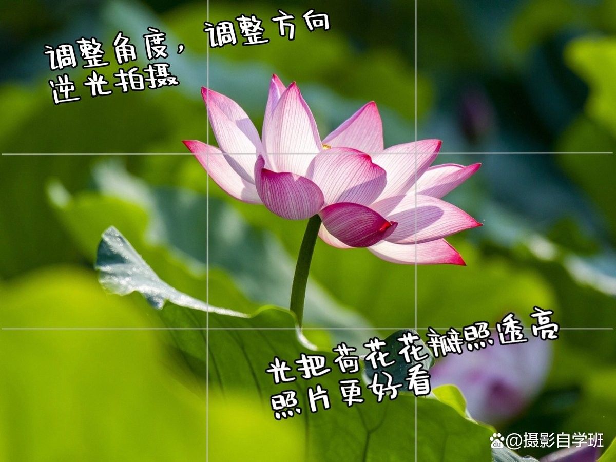 龍魚缸背景圖黑色荷花