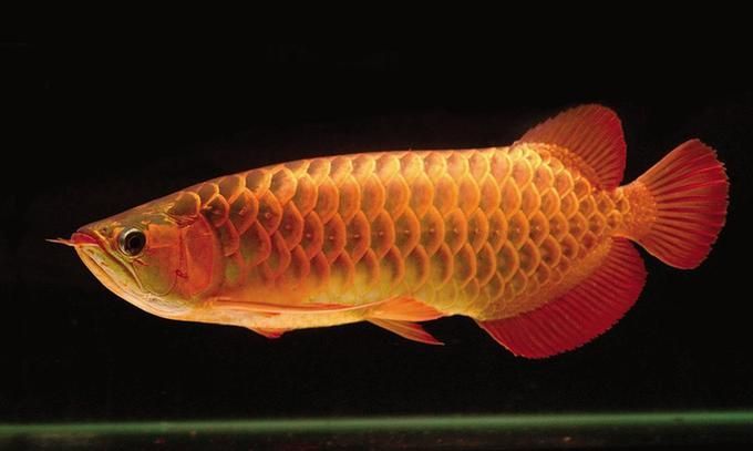 買龍魚怎樣挑選品種（如何挑選龍魚品種）