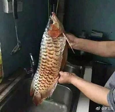 最便宜的紅龍魚是哪一種（最便宜的紅龍魚品種是什么？）