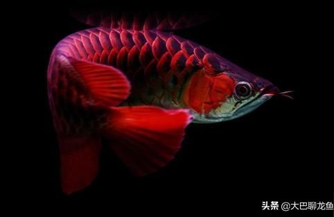 大湖血統啥意思龍魚