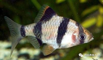 養(yǎng)紅龍魚視頻講座大全圖片欣賞下載（養(yǎng)紅龍魚視頻講座大全圖片欣賞下載）