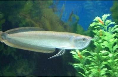 金龍魚喂蟑螂好嗎：金龍魚喂蟑螂好嗎金龍魚喂蟑螂好嗎 金龍魚喂蟑螂好嗎：金龍魚喂蟑螂好嗎金龍魚喂蟑螂好嗎 龍魚百科 第3張