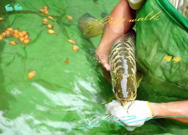 新加坡亞洲龍魚場(chǎng)