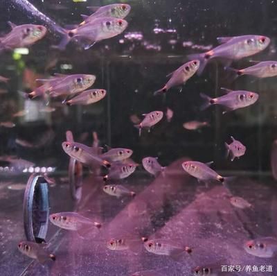 小魚缸養龍魚是不是養不大的：小魚缸養龍魚會導致一系列問題，小魚缸養龍魚是不是養不大的