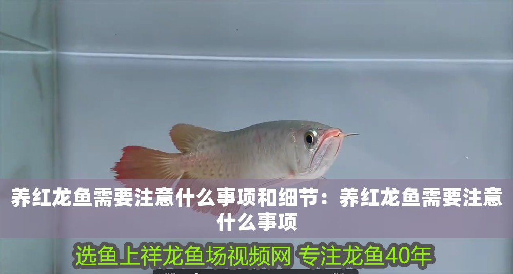 養(yǎng)紅龍魚(yú)需要注意什么事項(xiàng)和細(xì)節(jié)：養(yǎng)紅龍魚(yú)需要注意什么事項(xiàng) 養(yǎng)紅龍魚(yú)需要注意什么事項(xiàng)和細(xì)節(jié)：養(yǎng)紅龍魚(yú)需要注意什么事項(xiàng) 龍魚(yú)百科 第1張