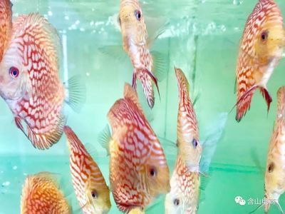 養(yǎng)紅龍魚(yú)需要注意什么事項(xiàng)和細(xì)節(jié)：養(yǎng)紅龍魚(yú)需要注意什么事項(xiàng) 養(yǎng)紅龍魚(yú)需要注意什么事項(xiàng)和細(xì)節(jié)：養(yǎng)紅龍魚(yú)需要注意什么事項(xiàng) 龍魚(yú)百科 第3張