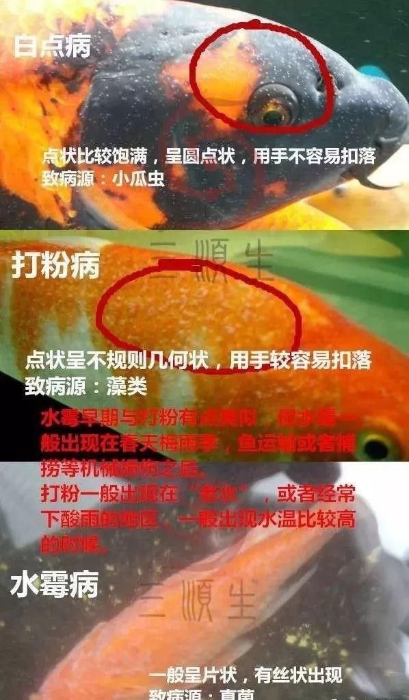 紅龍魚身上長白毛怎么辦圖片