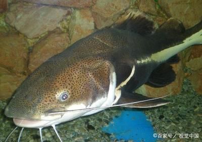 銀龍魚缸里放什么魚清理（哪些魚適合放在銀龍魚缸中清理？）
