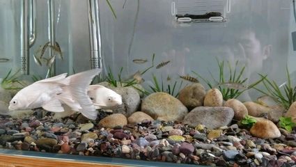 龍魚的養(yǎng)殖技術(shù)與方法，養(yǎng)殖龍魚的關(guān)鍵技術(shù)和方法需要細(xì)致的關(guān)注和科學(xué)管理