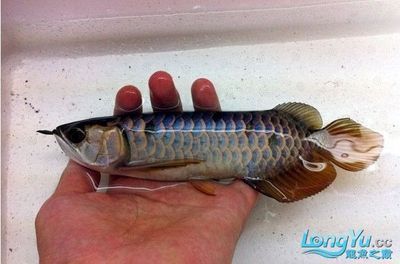 龍魚頓頭與炮彈頭的比較（龍魚頓頭和炮彈頭各有其優缺點） 龍魚頓頭與炮彈頭的比較（龍魚頓頭和炮彈頭各有其優缺點） 龍魚百科 第5張