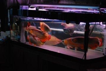 龍魚喂食后多久能換水的正確方法圖片：龍魚喂食后多久能換水 龍魚喂食后多久能換水的正確方法圖片：龍魚喂食后多久能換水 龍魚百科 第3張
