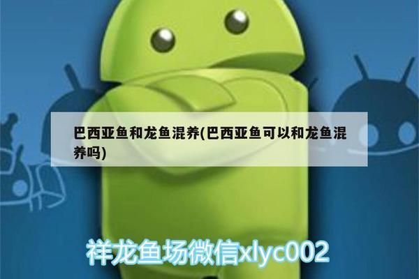 龍魚跟巴西亞混養好不好呀：如何預防龍魚混養中的疾病 龍魚跟巴西亞混養好不好呀：如何預防龍魚混養中的疾病 龍魚百科 第5張