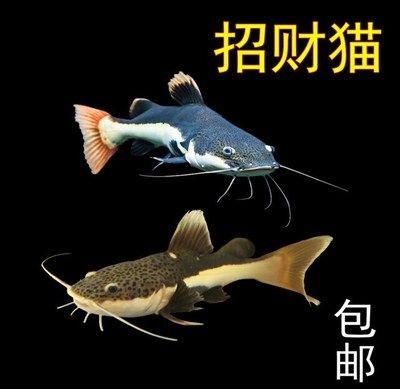 龍魚、虎魚和刀魚的基本信息（龍魚、虎魚和刀魚可以混養嗎？）