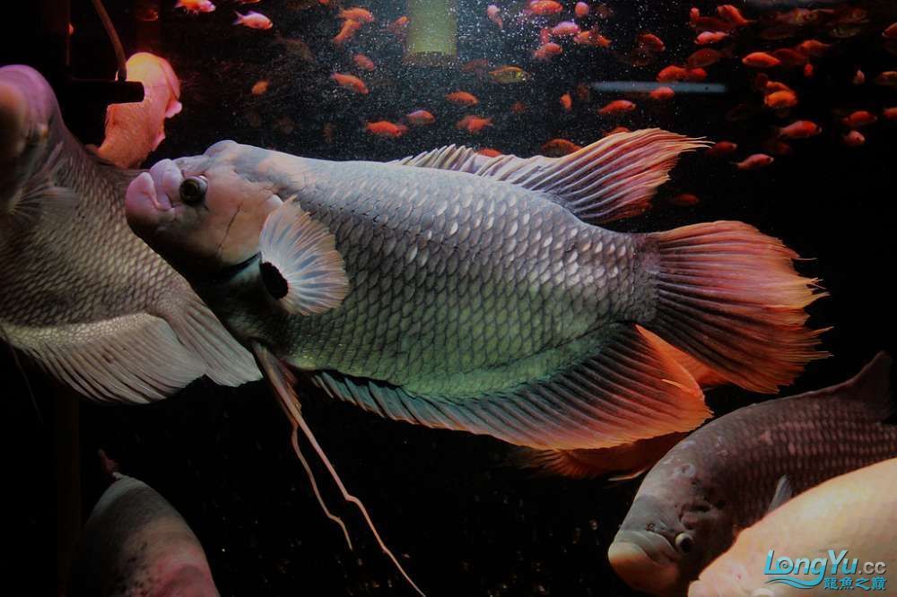 龍魚、虎魚和刀魚的基本信息（龍魚、虎魚和刀魚可以混養嗎？）