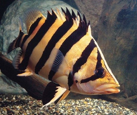 龍魚、虎魚和刀魚的基本信息（龍魚、虎魚和刀魚可以混養嗎？）