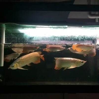 過背金龍魚怎么挑選好的魚苗（挑選過背金龍魚魚苗的挑選技巧：如何挑選過背金龍魚魚苗）