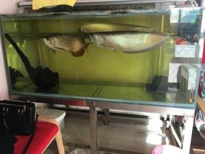 過背金龍魚怎么挑選好的魚苗（挑選過背金龍魚魚苗的挑選技巧：如何挑選過背金龍魚魚苗）