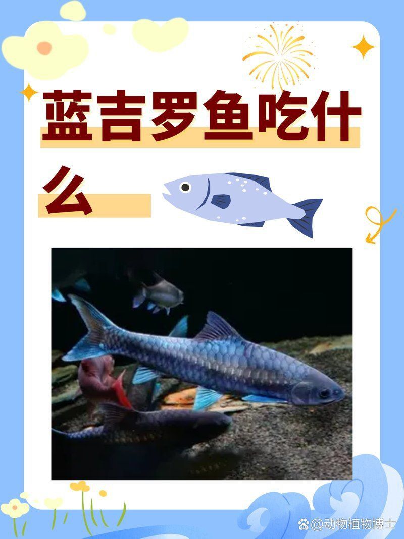 藍吉羅魚吃小魚嗎