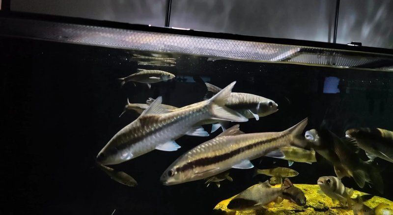 藍吉羅魚吃小魚嗎