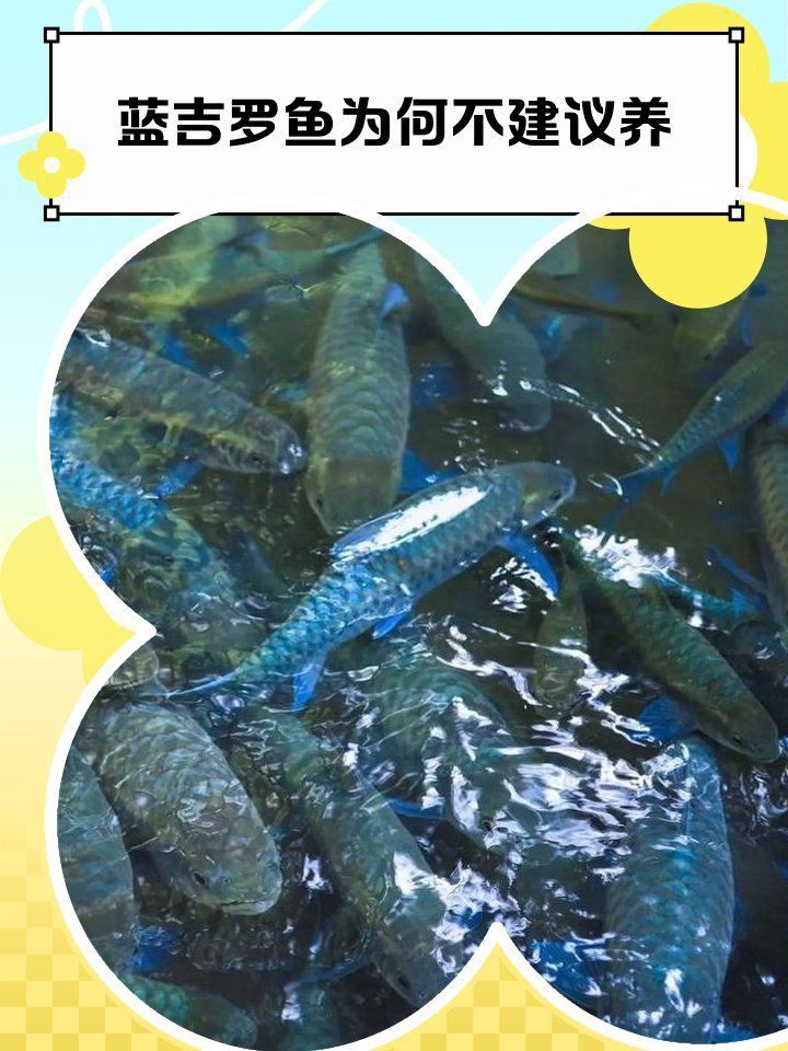 藍吉羅魚吃小魚嗎