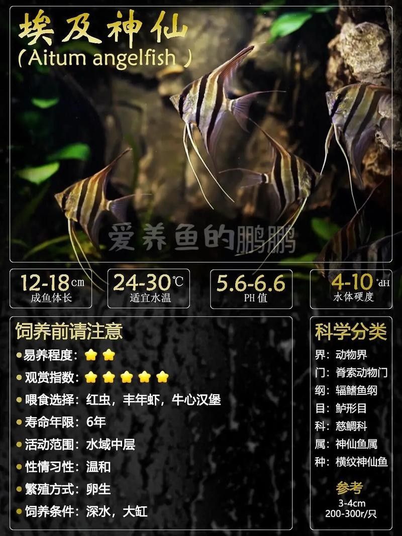 龍魚混養(yǎng)埃及神仙配什么清潔魚
