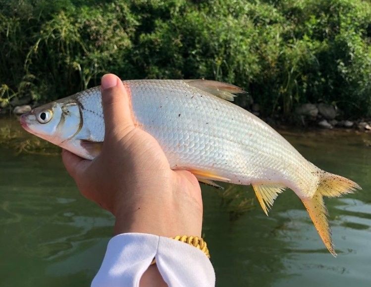 黃尾龍魚(yú)價(jià)格多少一條 黃尾龍魚(yú)價(jià)格多少一條 龍魚(yú)百科 第4張