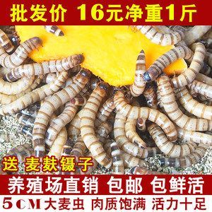 金龍魚(yú)吃面包蟲(chóng)長(zhǎng)的快嗎：金龍魚(yú)吃面包蟲(chóng)是否能長(zhǎng)得快