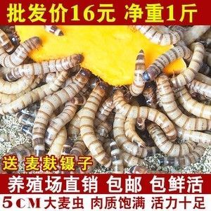 金龍魚(yú)吃面包蟲(chóng)長(zhǎng)的快嗎：金龍魚(yú)吃面包蟲(chóng)是否能長(zhǎng)得快