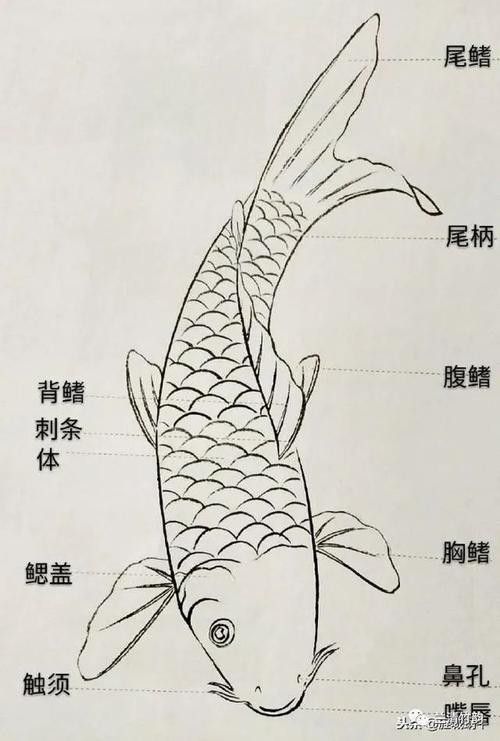 金龍魚結構圖高清 龍魚百科 第16張 金龍魚結構圖高清 金龍魚結構圖高清 龍魚百科 第16張