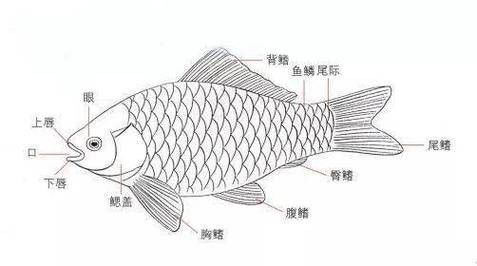 金龍魚結構圖高清 龍魚百科 第17張 金龍魚結構圖高清 金龍魚結構圖高清 龍魚百科 第17張