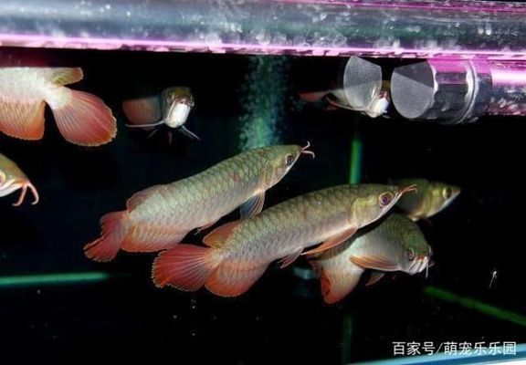 龍魚人工繁殖成功了嗎：龍魚人工繁殖成功的關鍵因素 龍魚人工繁殖成功了嗎：龍魚人工繁殖成功的關鍵因素 龍魚百科 第2張