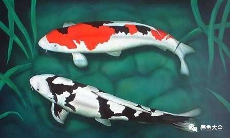 錦鯉喜歡清水還是渾水 龍魚百科 第5張 錦鯉喜歡清水還是渾水 錦鯉喜歡清水還是渾水 龍魚百科 第5張