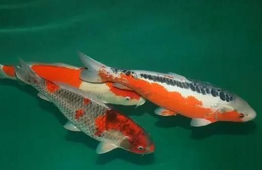 錦鯉喜歡清水還是渾水 龍魚百科 第10張 錦鯉喜歡清水還是渾水 錦鯉喜歡清水還是渾水 龍魚百科 第10張