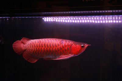 紅龍魚多久能長大成型（關(guān)于紅龍魚生長周期的一些詳細信息）