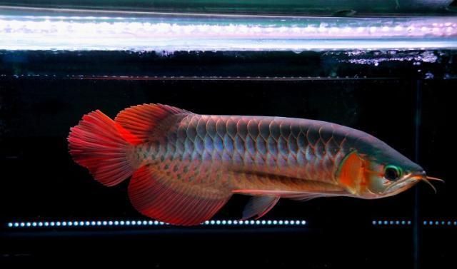 紅龍魚顏色淺了是什么原因引起的（紅龍魚發色的秘密原來是這些！） 紅龍魚顏色淺了是什么原因引起的（紅龍魚發色的秘密原來是這些！） 龍魚百科 第7張