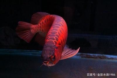 紅龍魚顏色淺了是什么原因引起的（紅龍魚發色的秘密原來是這些！） 紅龍魚顏色淺了是什么原因引起的（紅龍魚發色的秘密原來是這些！） 龍魚百科 第4張