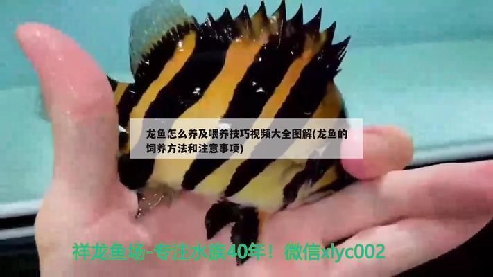 龍魚如何喂食飼料：龍魚喂食飼料的詳細(xì)信息：顆粒飼料選擇注意事項(xiàng)