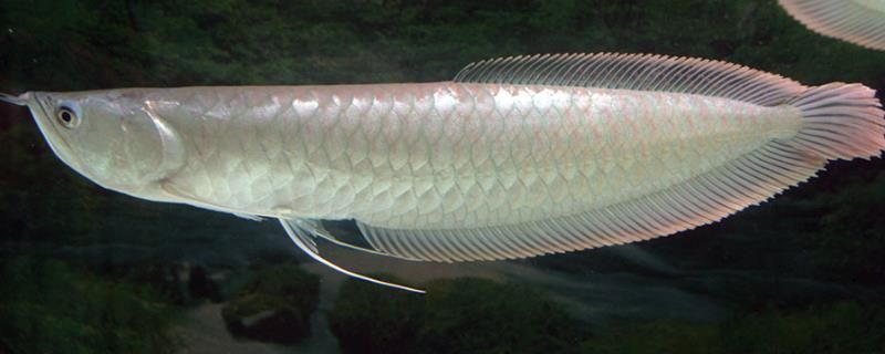 銀龍魚苗過量進食的影響:-銀龍魚苗在成長過程中需求極高,過量喂食會引發多方面問題 龍魚百科 第3張 銀龍魚苗過量進食的影響:-銀龍魚苗在成長過程中需求極高,過量喂食會引發多方面問題 銀龍魚苗過量進食的影響:-銀龍魚苗在成長過程中需求極高,過量喂食會引發多方面問題 龍魚百科 第3張