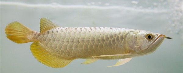 龍魚(yú)魚(yú)眼有白膜怎么回事兒:龍魚(yú)眼睛有白膜怎么辦 龍魚(yú)百科 第3張 龍魚(yú)魚(yú)眼有白膜怎么回事兒:龍魚(yú)眼睛有白膜怎么辦 龍魚(yú)魚(yú)眼有白膜怎么回事兒:龍魚(yú)眼睛有白膜怎么辦 龍魚(yú)百科 第3張