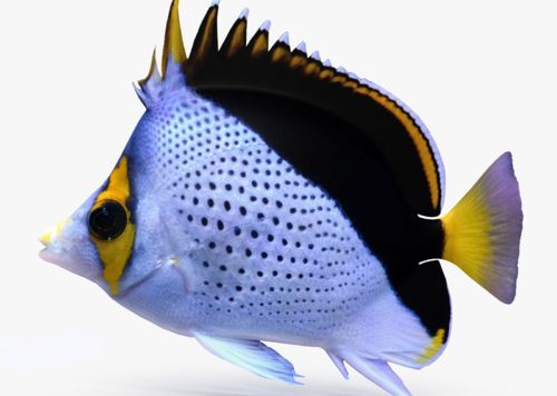 金龍魚和蝴蝶鯉魚混養(yǎng)：金龍魚和蝴蝶鯉魚可以混養(yǎng)嗎？