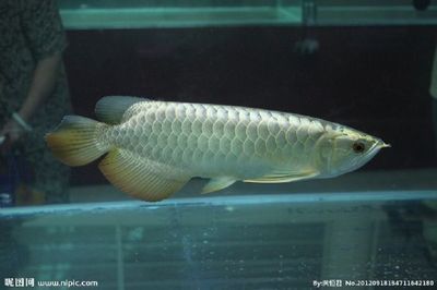 魚缸羊絨棉好用嗎（如何延長魚缸羊絨棉壽命） 魚缸羊絨棉好用嗎（如何延長魚缸羊絨棉壽命） 龍魚百科