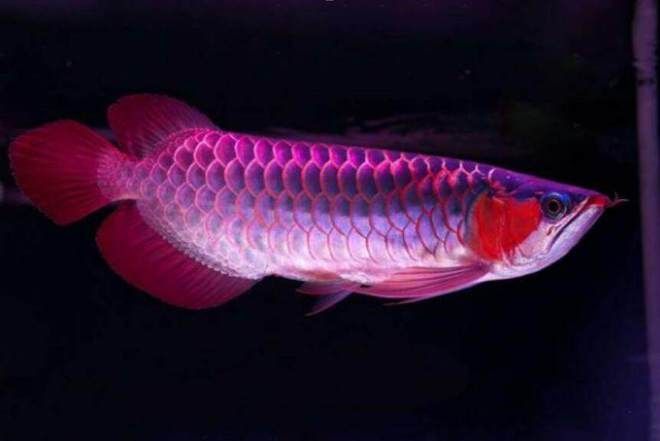 龍魚用led能發色嗎 貼吧（如何選擇適合龍魚的led燈？）