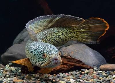 龍魚和黑魚誰厲害：龍魚和黑魚哪個更厲害？