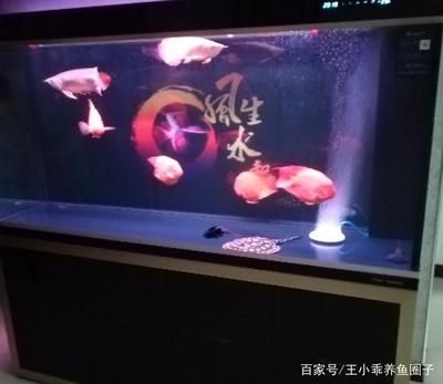 紅龍魚魚缸（養紅龍魚魚缸要多大）
