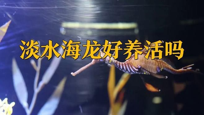 海龍魚怎么養