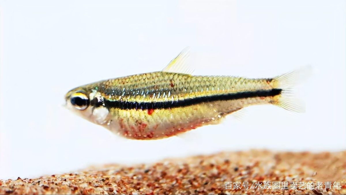龍魚出血病能自愈嗎？