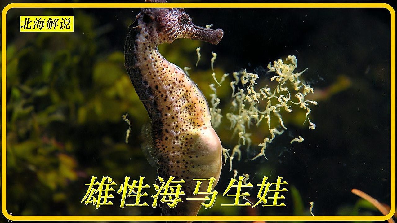 海龍魚怎么養