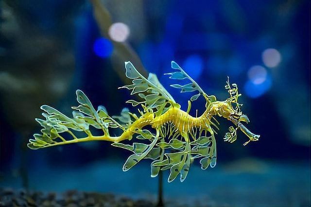 海龍魚怎么養