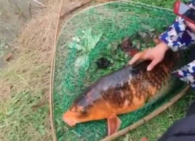 金龍魚成魚多長時間喂食：成年金龍魚的喂食頻率
